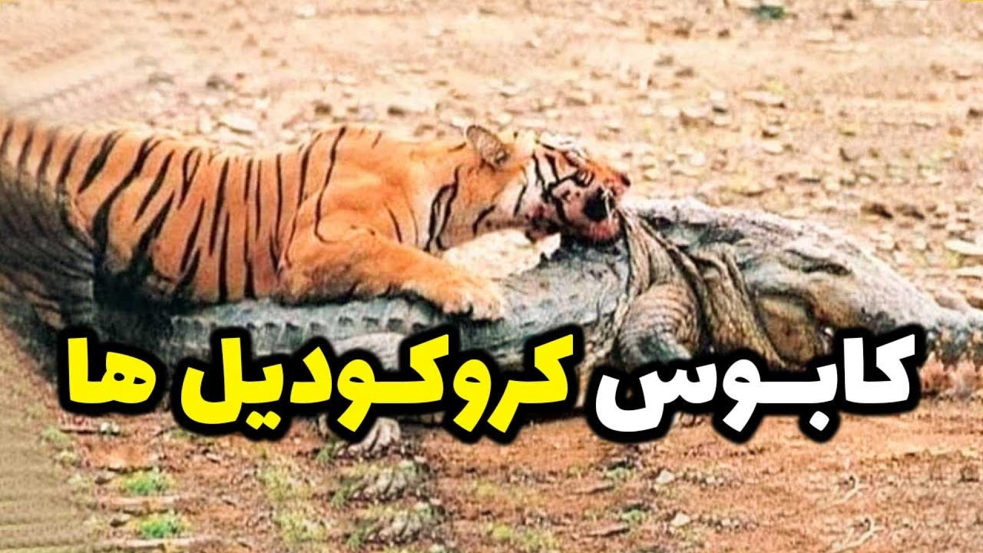 کابــوس کروکـودیل ها ، مستند جذاب حیات وحش ، راز بقا ، جدال حیوانات زمان199ثانیه