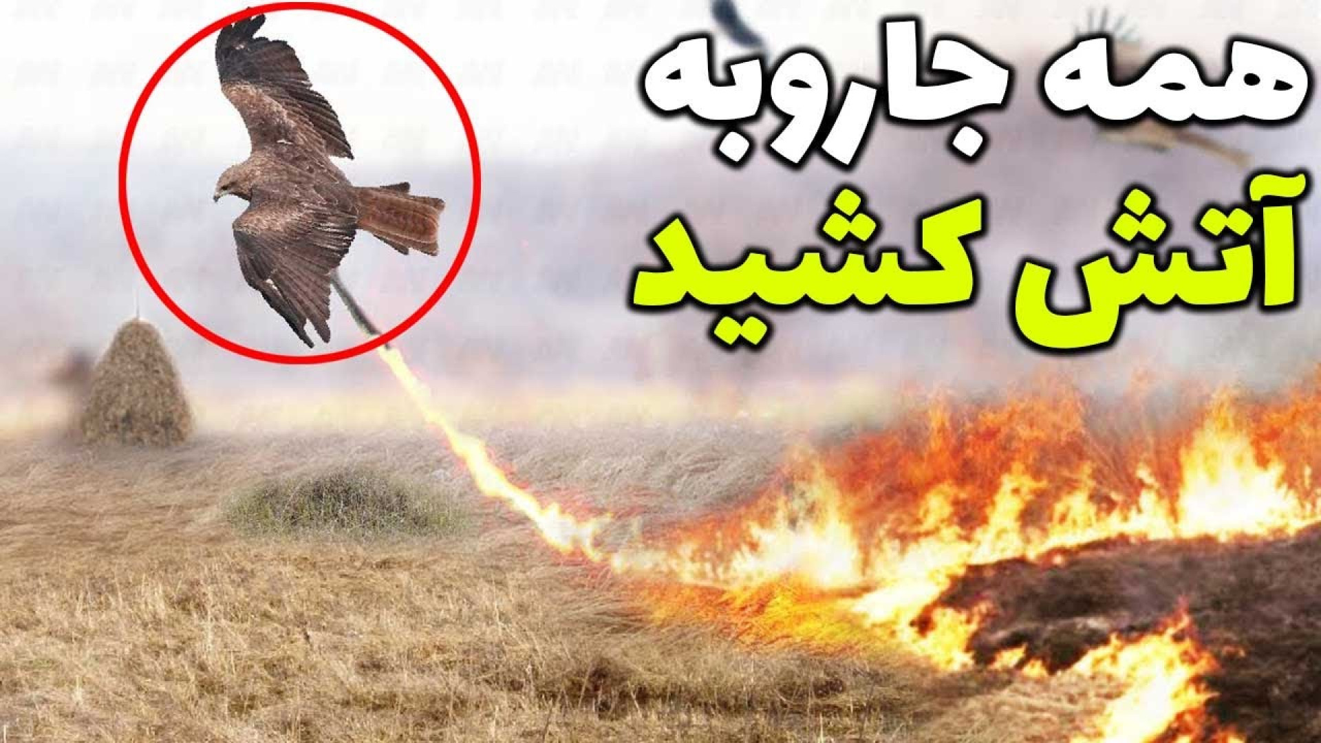 مستند جذاب حیات وحش ، راز بقا ،  مستند حیوانات ، پرنده اتشین زمان191ثانیه