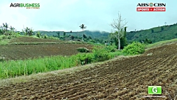 How to grow Banana Tree Part 2...