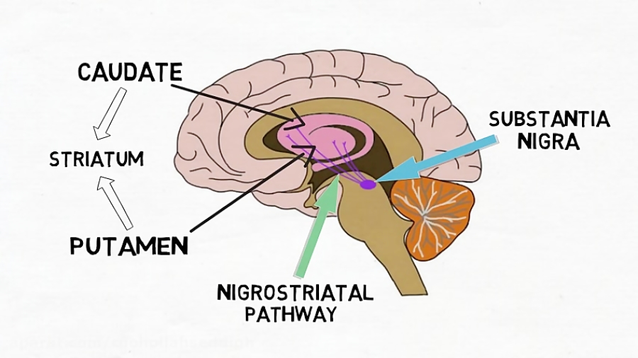 2-Minute Neuroscience: Substantia Nigra