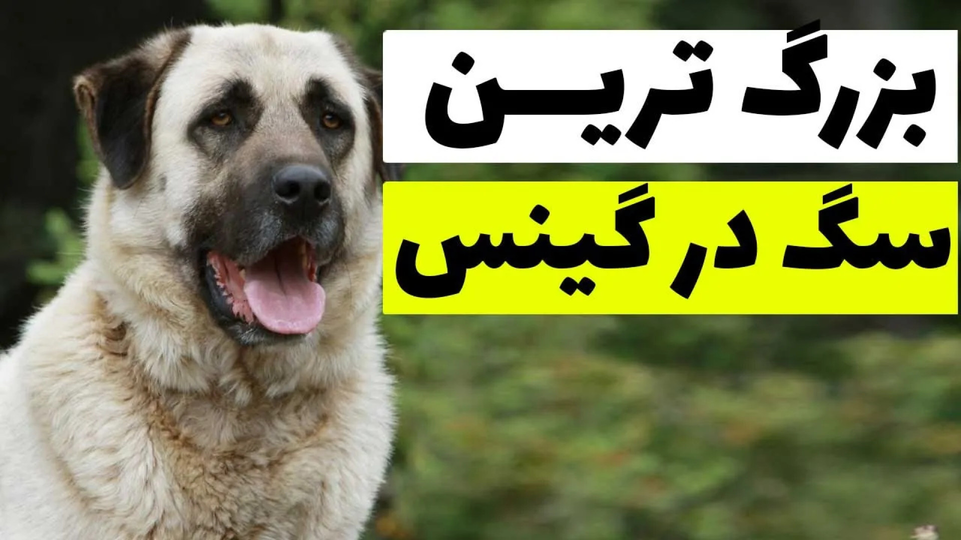 بزرگ ترین سگ در گینس / مستند حیوانات ، مستند های جذاب عجایب در حیات وحش زمان193ثانیه