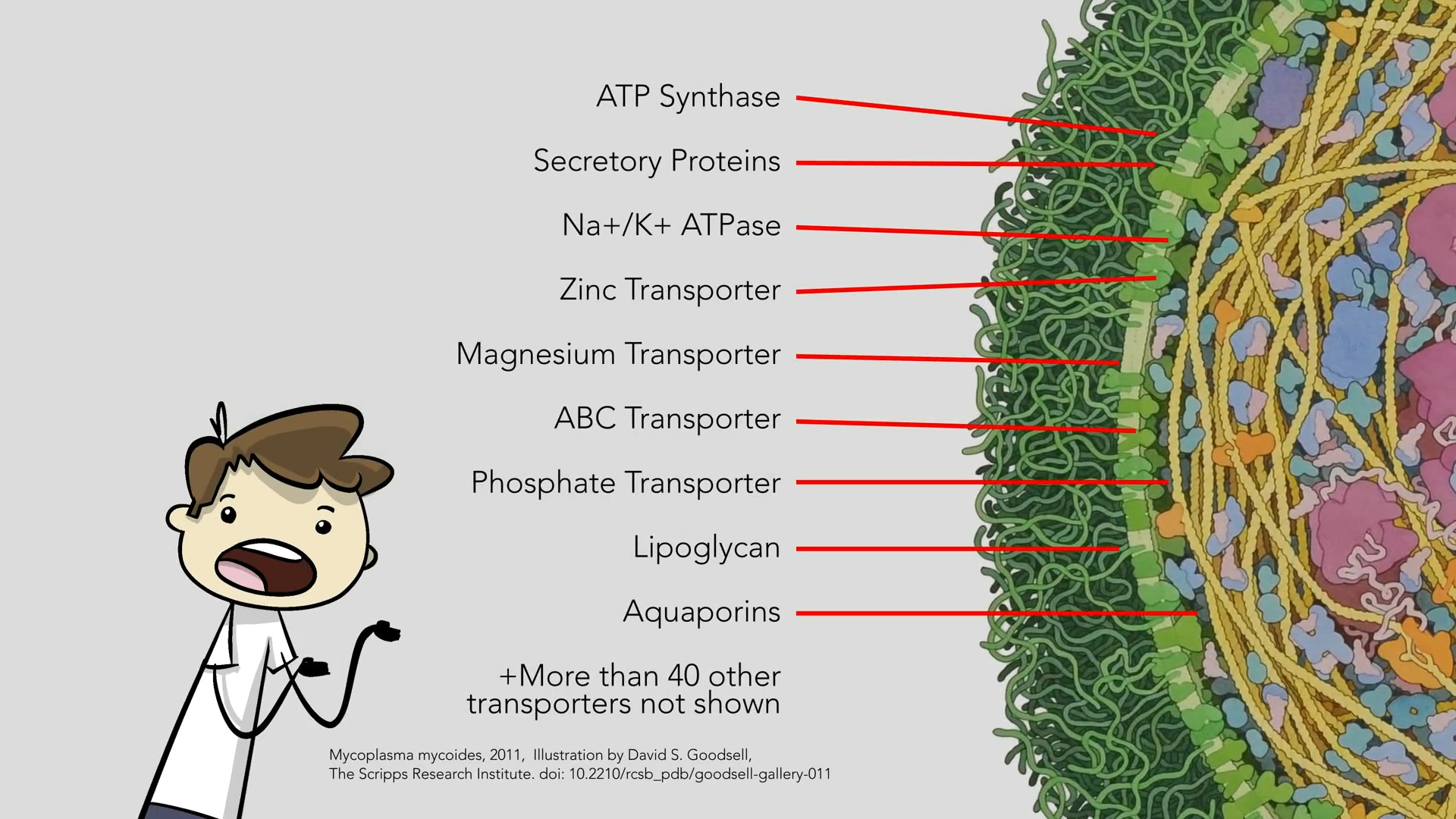 داستانک‌های علمی: غشای سلول چقدر پیچیده است؟