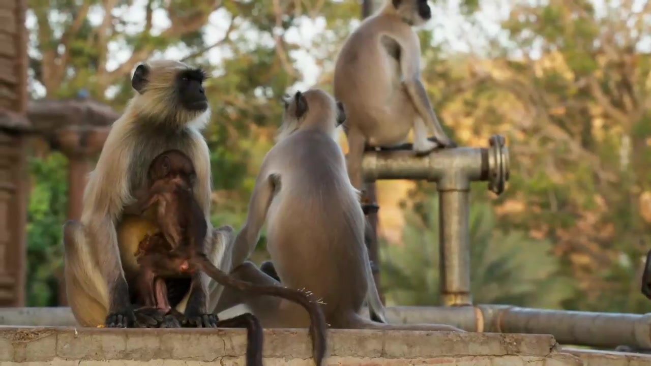 مستند سیاره زمین فصل 2 قسمت 6 شهرها قسمت آخر دوبله فارسی Planet Earth II زمان3517ثانیه