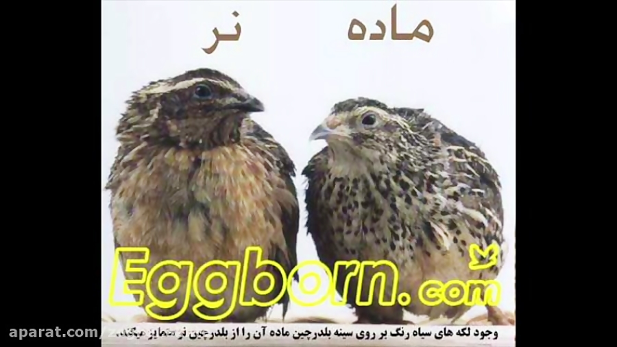 خواص عالی گوشت لذیذ بلدرچین