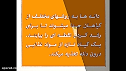 فیلم رشد دانه ی لوبیا از دانش...