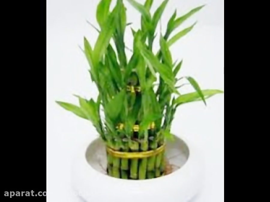 10 Most Profitable Plants Video