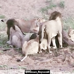 برترین کلیپ حیات وحش وقتی شیر...