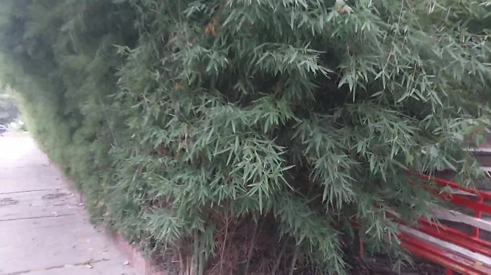 دیوار سبز توپر با نی