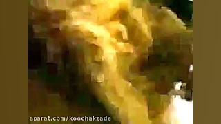 Lion vs King Cobra # Amazing Fight who is The King لیزر صورت