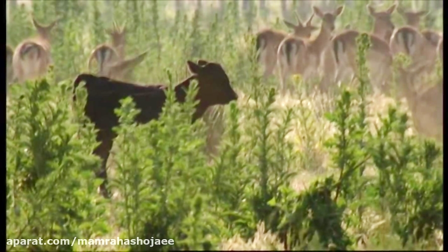 ...No hunting... No killing