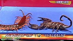 مبارزه عقرب با هزار پا