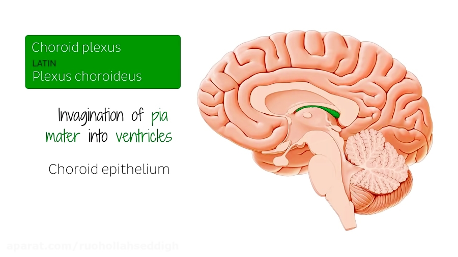 Choroid Plexus (plexus Choroideus) - Human Anatomy