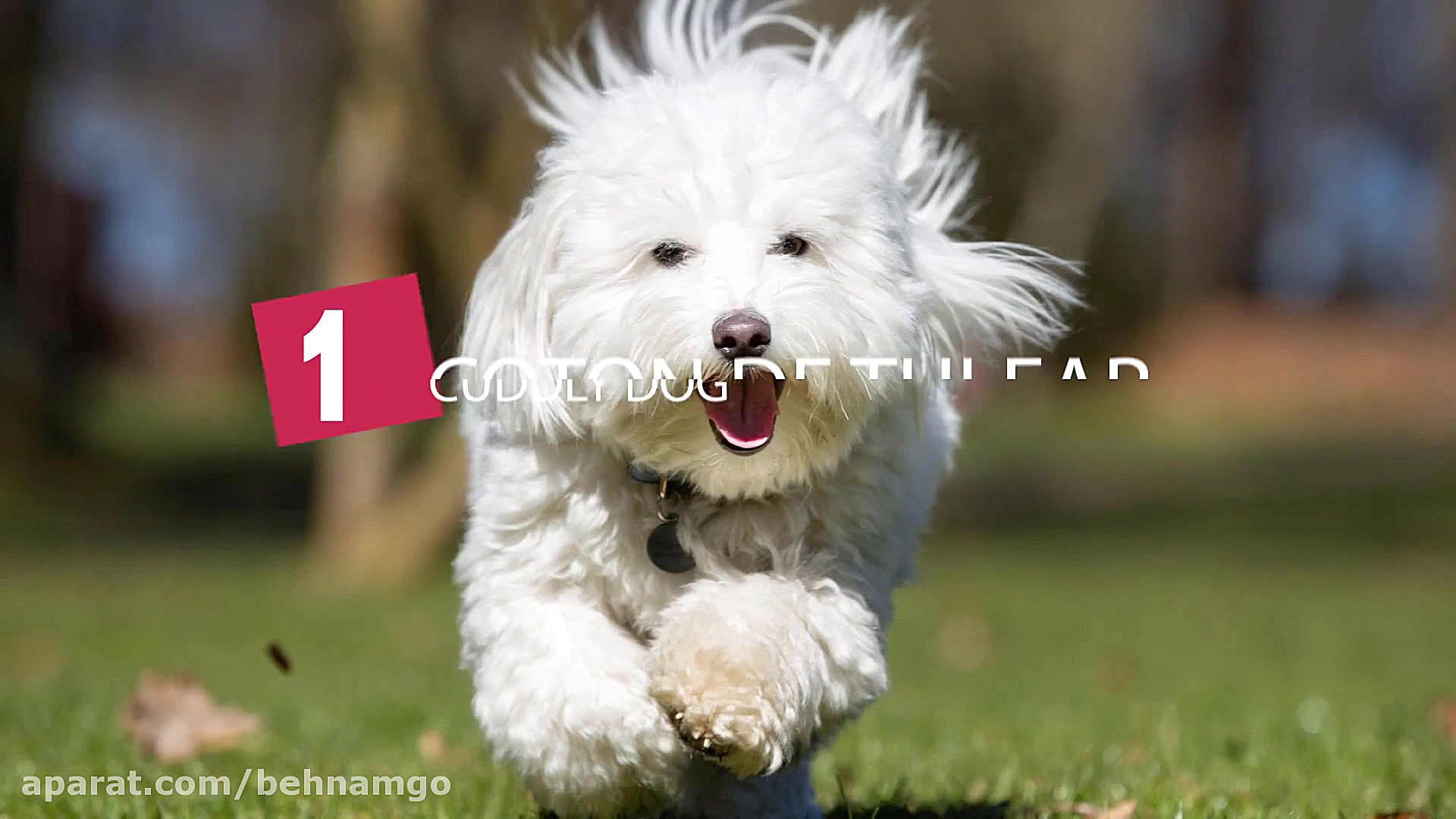 Top 10 سگ های بازیگوش و دوست داشتنی زمان213ثانیه