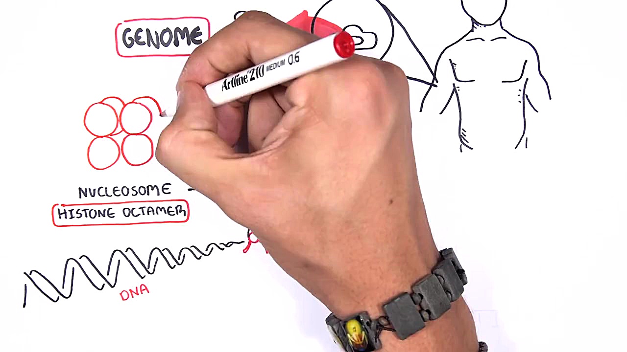 Epigenetics - An Introduction آهو خمیازه