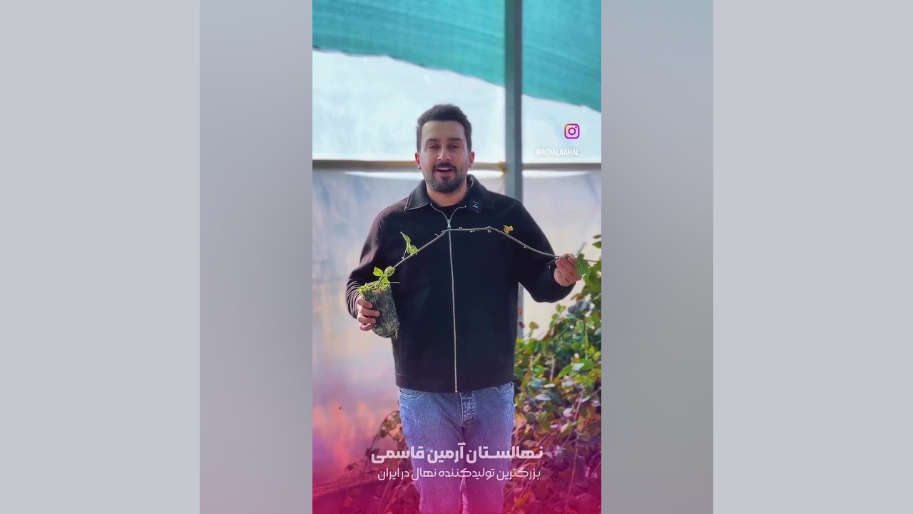 فروش نهال تمشک بدون خار زمان24ثانیه