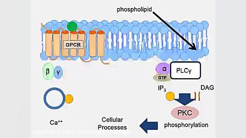 Animation of G-Protein Receptor Signaling تری‌متازیدین