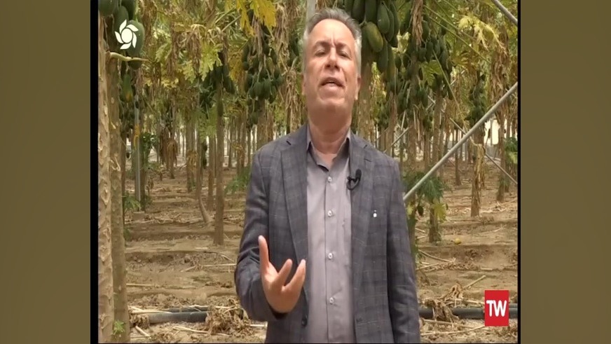 &laquo;سلام کشاورز شبکه فارس؛ کشت پاپایا در گلخانه سه هکتاری مدرن شهر خوزی&raquo; زمان1034ثانیه