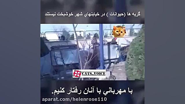 گربه ها ( حیوانات) در خیابانهای شهر خوشبخت نیستند زمان60ثانیه