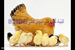 فیلم و نرم افزار آموزشی گفتارد...