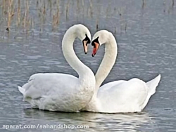 علیرضا قربانی - باز ای دلبرا ک...