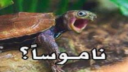 فیلم ایرانی