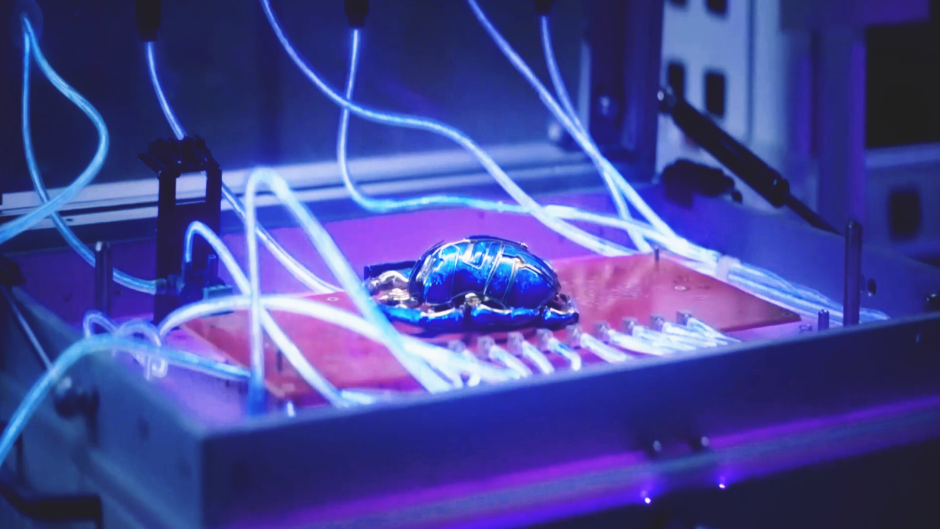 معرفی فیلم اکشن/سوسک ابی زمان71ثانیه