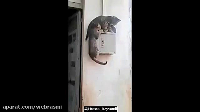 خواستن توانستن است حتی وقتی انداره ی موش جا نباشه پسر آبجی