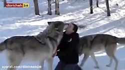 بازی دو دختر جوان با گرگ های و...