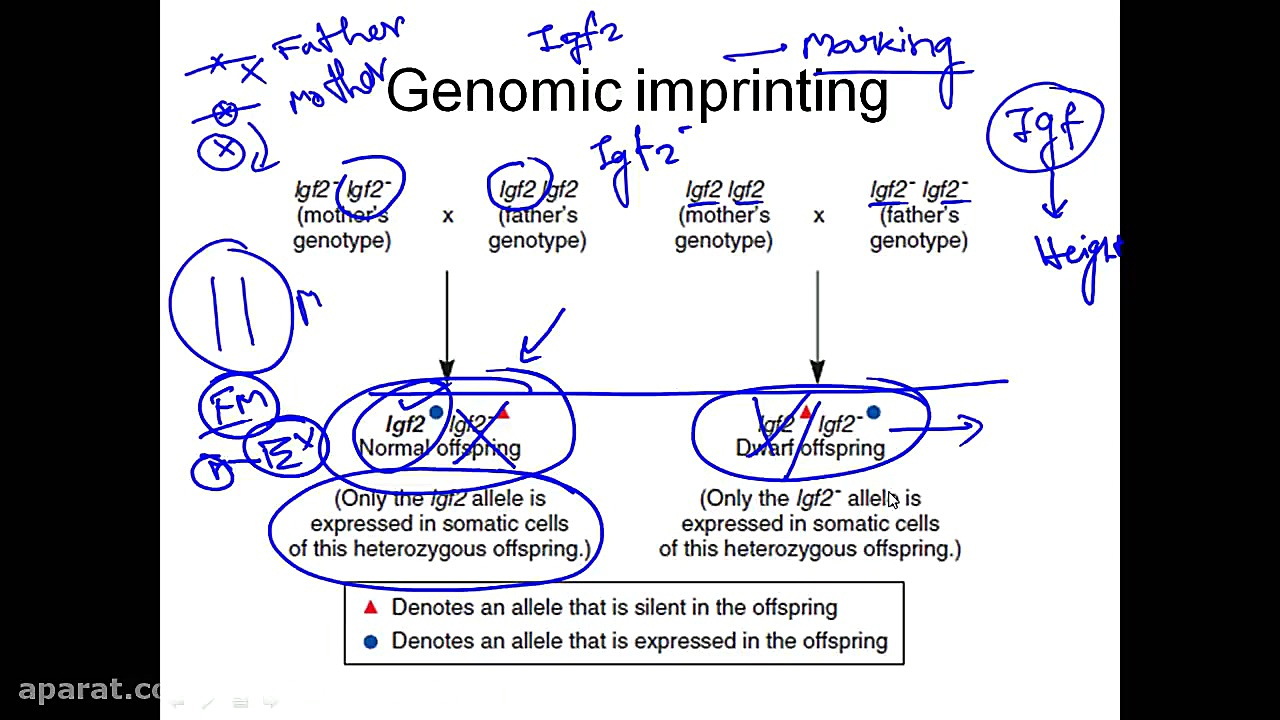 Genomic imprinting دریک