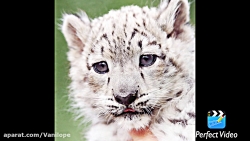 عكس حیوانات ناز (پارت ٤)