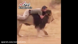 فیلم دوستی صمیمی یک مرد با شیر...