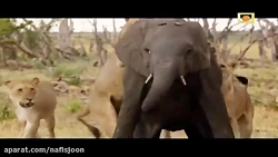 محاصره حساب شده و حمله شیرها ب...