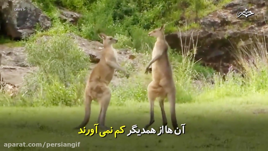 جنگ کانگوروها دیدنی است جنگ کانگوروها دیدنی است