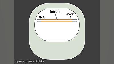 پیرایش RNA تست مهارکننده کمپلیمانت