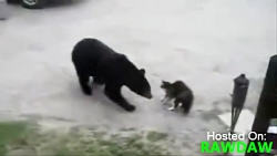 دفاع گربه از مادر و فرزند در م...