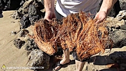 چگونه بدون هیچ ابزاری نارگیل ر...