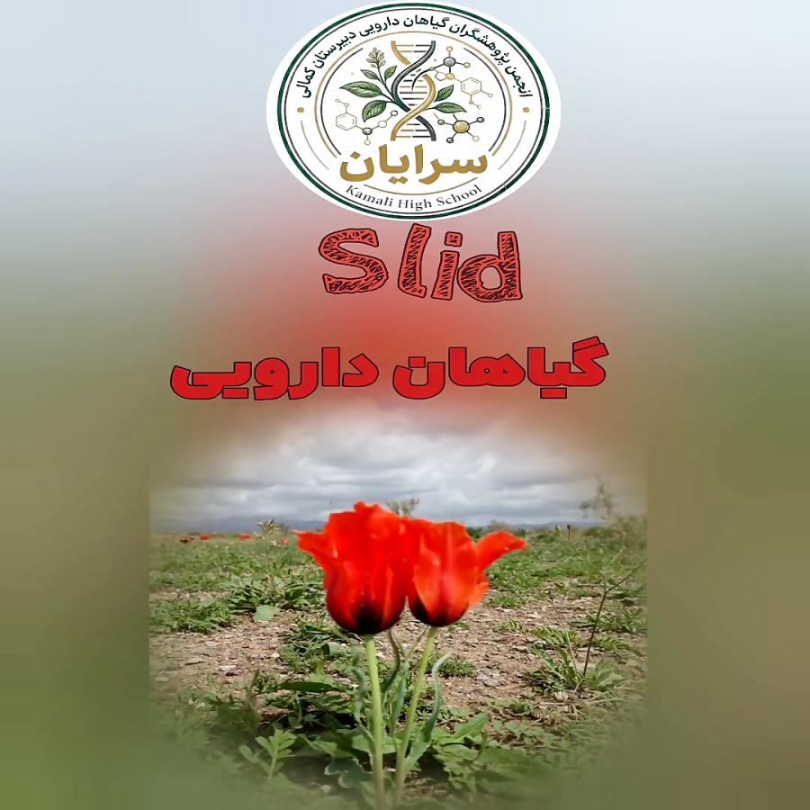 اسلاید ویدیو خواص دارویی گل لاله