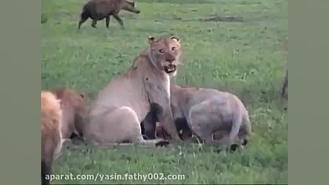 Lion vs Hyena کفتار ها شکار ۳ شیر را میربایند.avi زمان181ثانیه