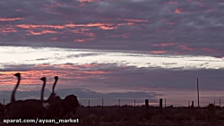 نمونه مزرعه پرورش شتر مرغ آمری...