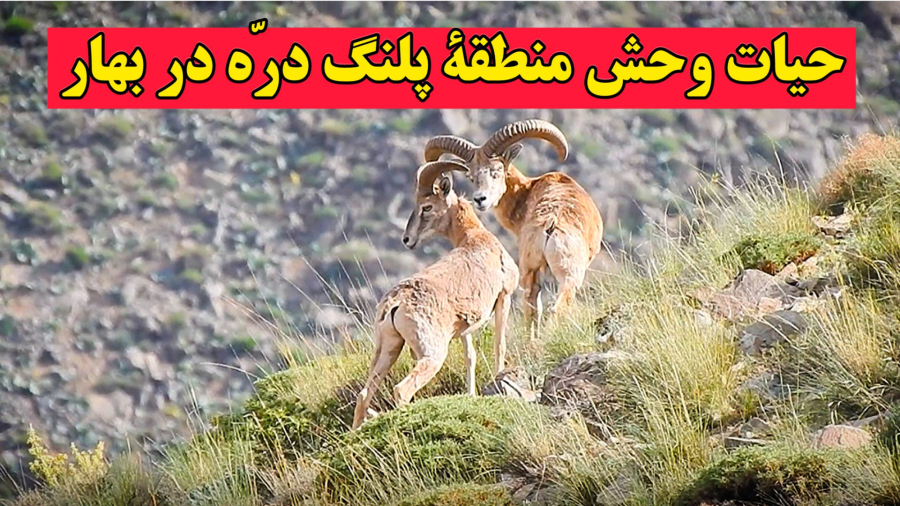 یک روز بهاری در منطقه پلنگ دره با حیات وحش و گیاهان