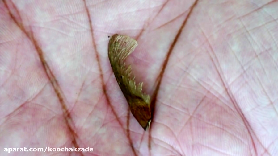 How to Grow Maple Trees from Seed!