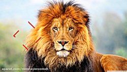 ۱۰ تا از سریعترین حیوانات