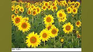 Vitamin D deficiency in pregnancy, اثر کمبود ویتامین دی سه در حاملگی زیبایی پوست