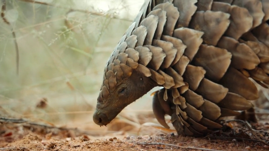مستند پنگولین، ماجرای کولو | Pangolin Kulu's Journey 2025