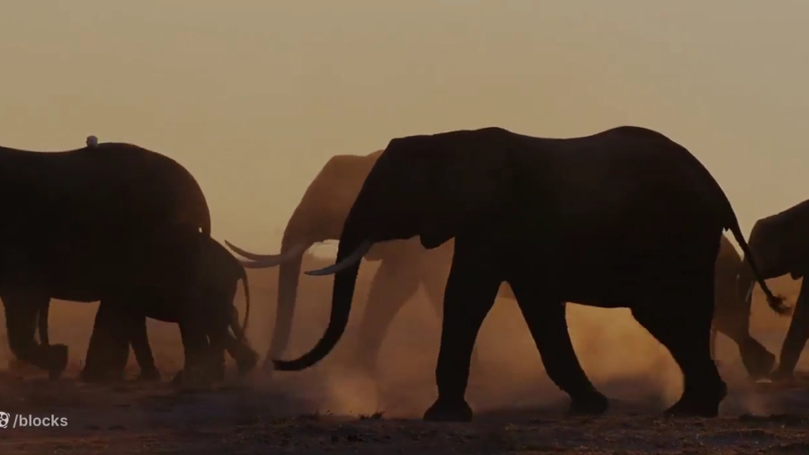 مستند زیبای ملکه‌ فیل | The Elephant Queen 2019
