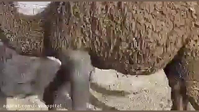 جراحی ارتوپدی شکستگی استخوان رادیوس در شتر درمان جای جوش