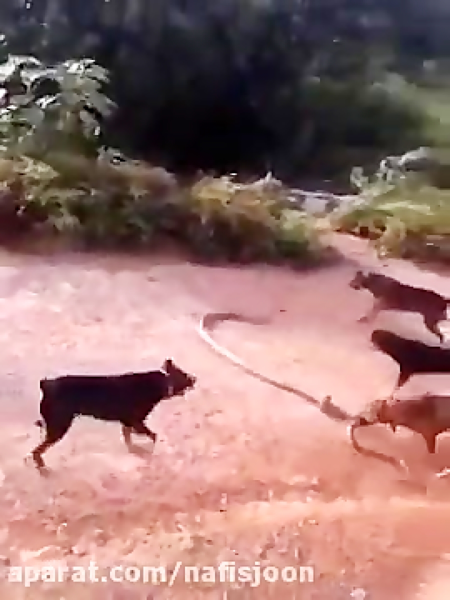 جدال سگ های وحشی با مار غول پی...