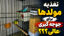 farsroom