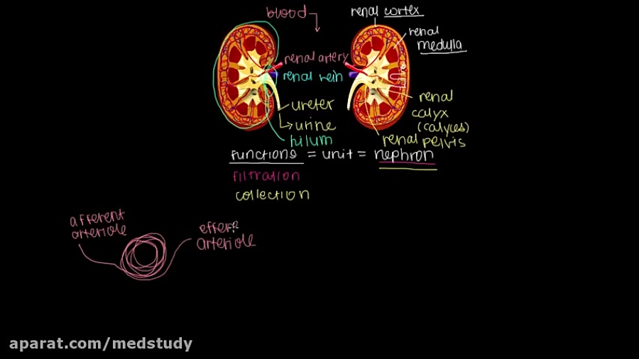 picture of kidney nephron