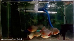 Piranhas devoram um Sapo que c...